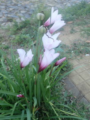 Zephyranthes brachyandra