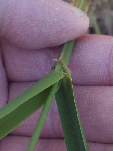 iNaturalist observation photo of giant wild rye