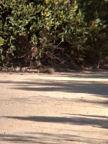 iNaturalist observation photo of California Ground Squirrel