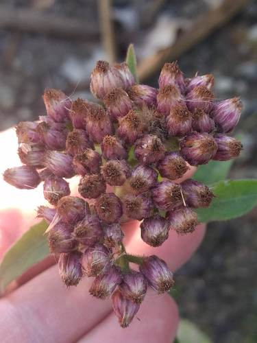 iNaturalist observation photo of marsh fleabane