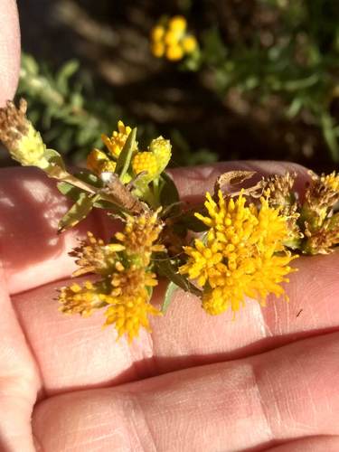 iNaturalist observation photo of Coastal Goldenbush