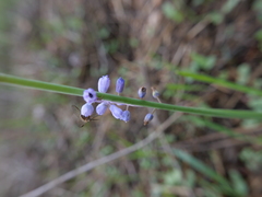 Muscari parviflorum