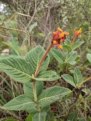 Palicourea officinalis