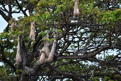 Psarocolius decumanus