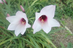 Zephyranthes brachyandra