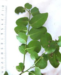 Canthium ciliatum