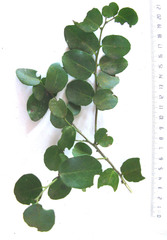 Canthium ciliatum
