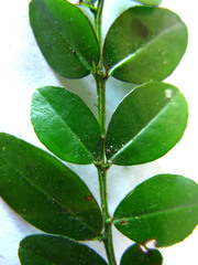 Canthium ciliatum
