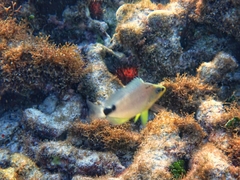 Hypoplectrus unicolor