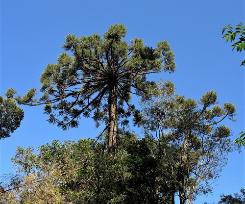 Araucaria angustifolia