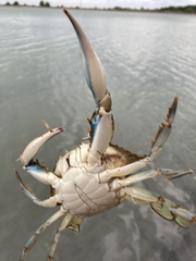Callinectes sapidus