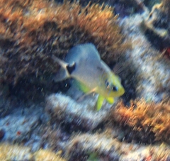 Hypoplectrus unicolor