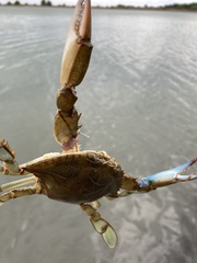 Callinectes sapidus