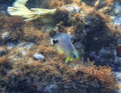 Hypoplectrus unicolor