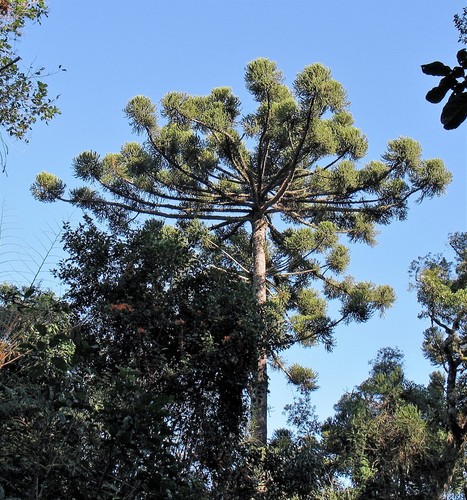 Araucaria angustifolia