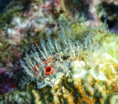 Nemalecium lighti