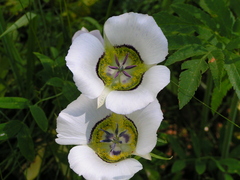 Calochortus gunnisonii