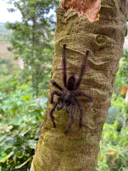Ybyrapora sooretama