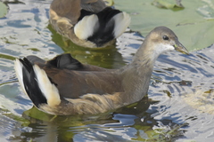 Gallinula chloropus