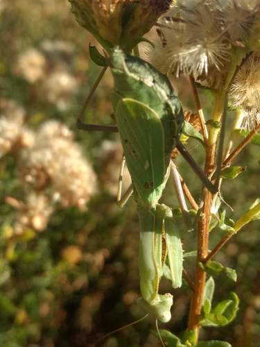 iNaturalist observation photo of Arizona Mantis