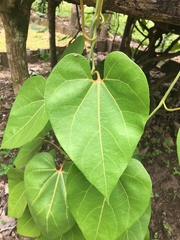 Aristolochia didyma