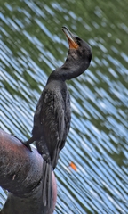 Nannopterum brasilianum