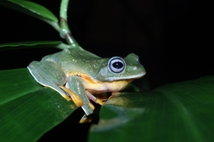 Rhacophorus reinwardtii