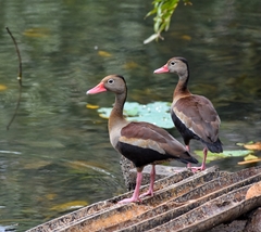 Dendrocygna autumnalis