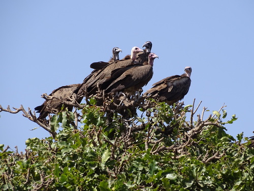 Hooded Vulture