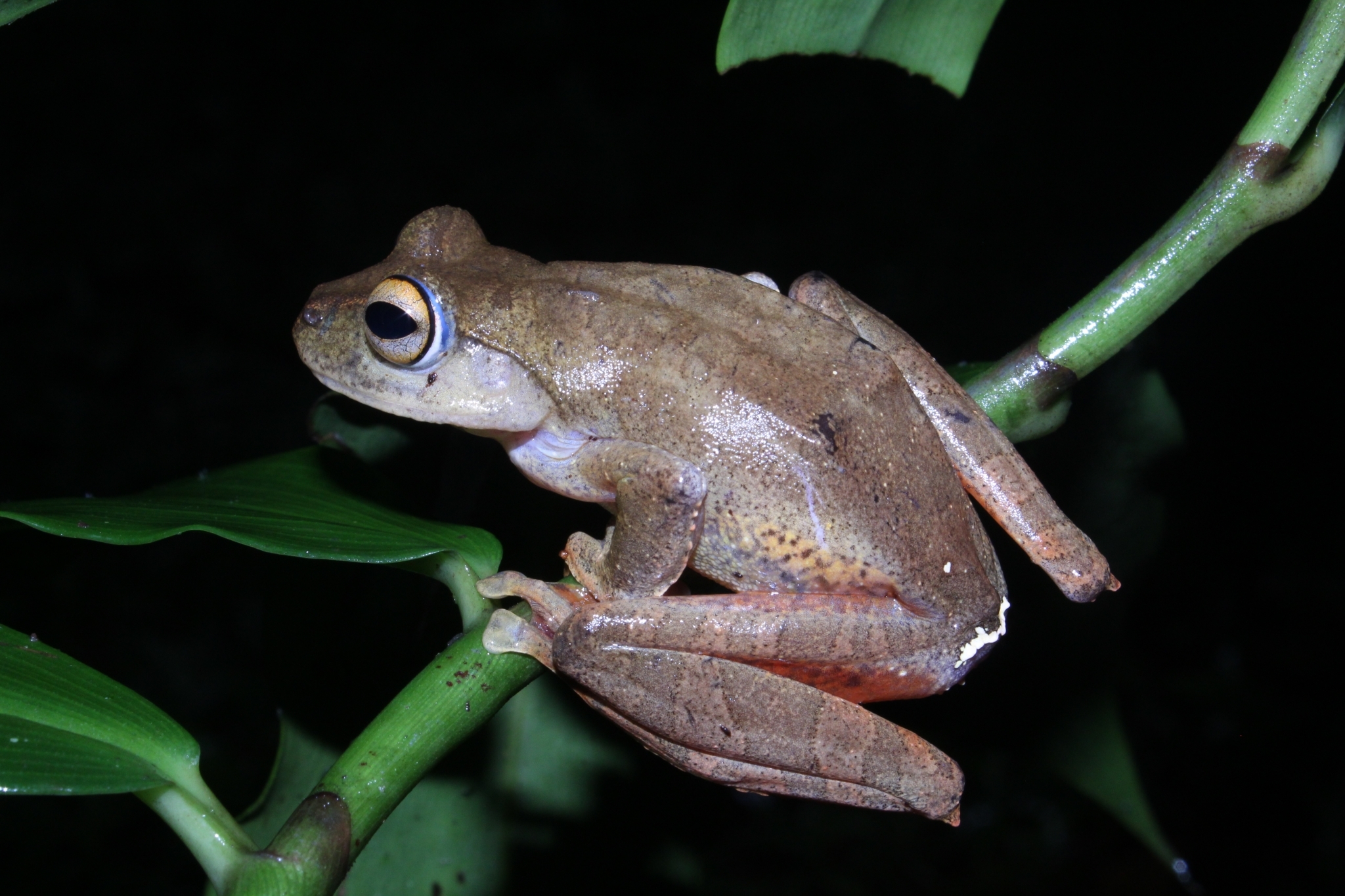 Rhacophorus margaritifer (Schlegel, 1837)