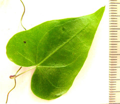 Dioscorea mundii