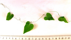 Dioscorea mundii