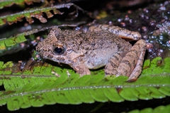 Limnonectes microdiscus