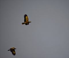 Amazona guildingii