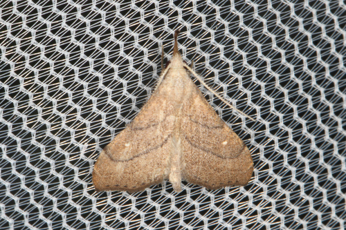 Macristis schausi
