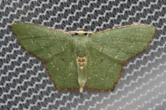 Chloropteryx nordicaria