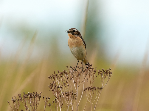 Tarabilla norteña (Saxicola rubetra)