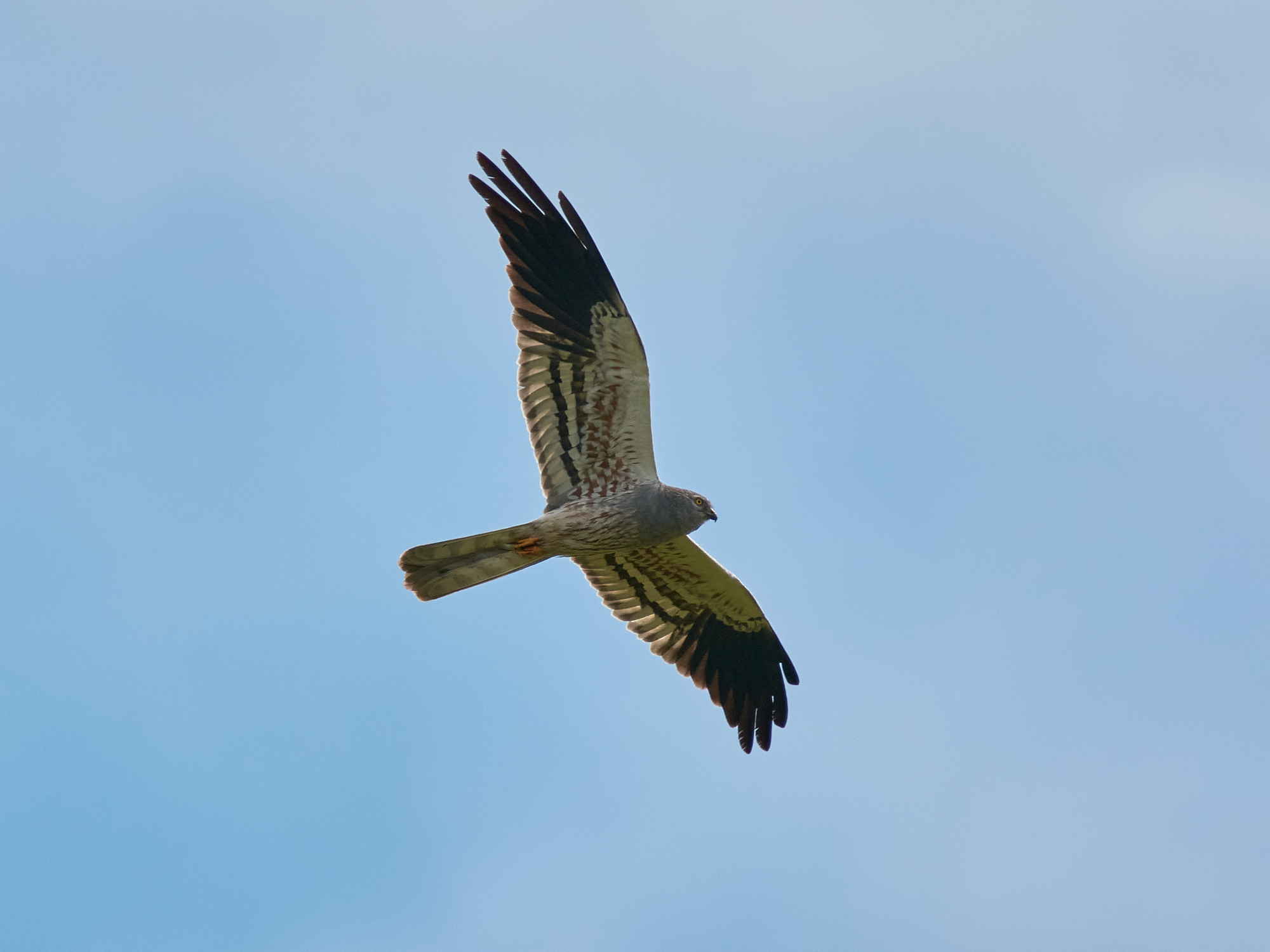 Montagu's Harrier (Circus pygargus)