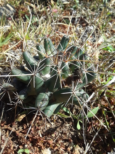 Coryphantha georgii