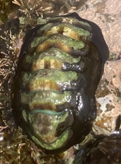 Onithochiton literatus