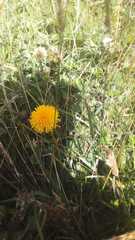 Taraxacum officinale
