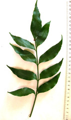 Asplenium gemmiferum