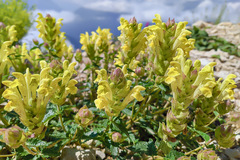 Scutellaria caucasica