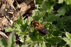 Cheilosia grossa