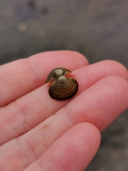 Corbicula fluminea