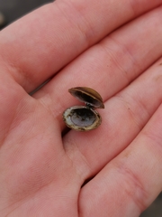 Corbicula fluminea