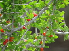 Schaefferia cuneifolia