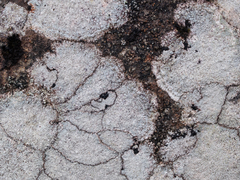 Pertusaria corallina