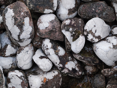 Pertusaria corallina