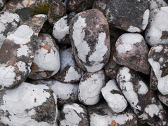 Pertusaria corallina